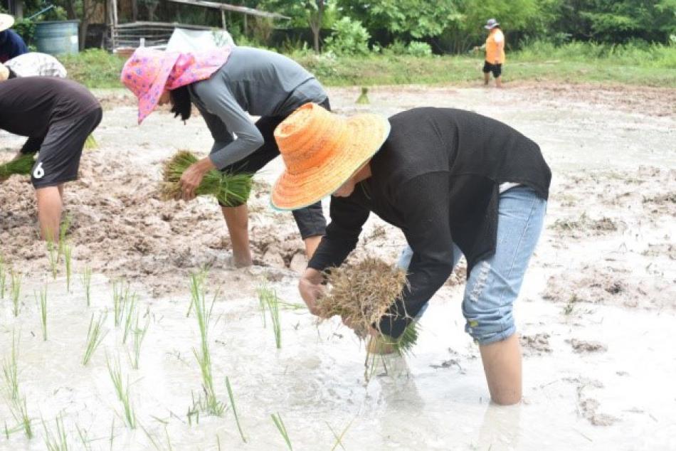 โครงการดำนาวันแม่ เก็บเกี่ยววันพ่อ (1 ภาพ)
